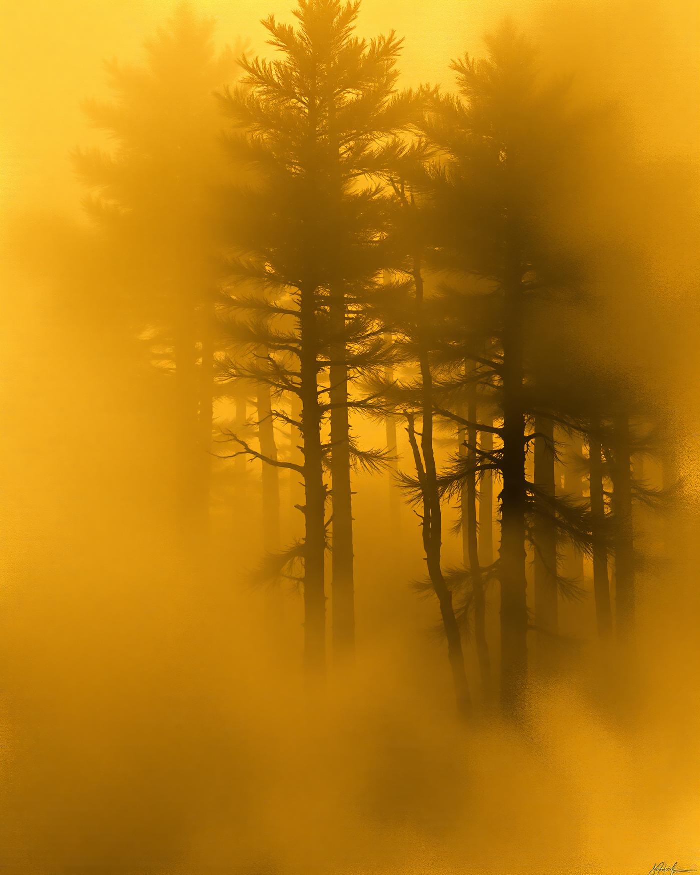 Digital-Landscaper study — pines dissolving into golden mist